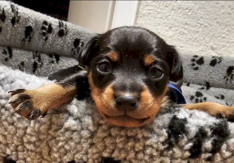 wundervollen Zwergpinscher Mini Pin suchen ein liebevolles Zuhause  - Gratisinserat.ch
