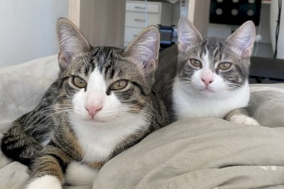 Zwei Hauskatzen suchen neues Zuhause mit ganzem Zubehör