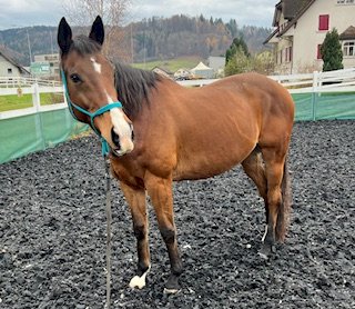 Pferdebetreuung - Gratisinserat.ch