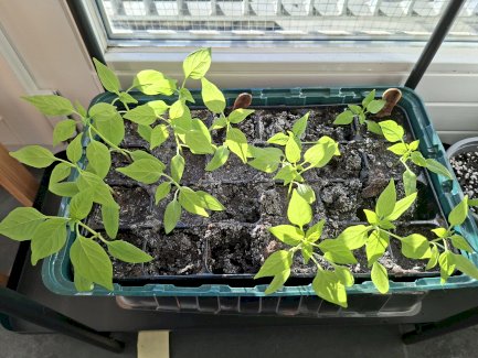 Junge Chillipflanzen zu verschenken - Gratisinserat.ch