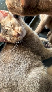 Herzige junge Abessinier Variante, Geschwister - Gratisinserat.ch