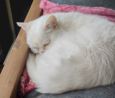 Britisch Kurzhaar Mischling - Gratisinserat.ch