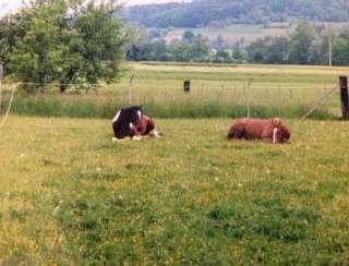Altersweide mit Offenstall - Gratisinserat.ch