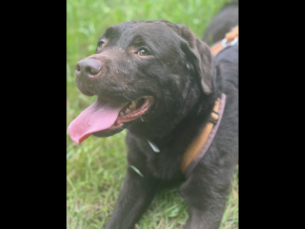 Hund sucht neue Zuhause  - Gratisinserat.ch