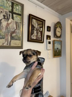 Wilma, 8 Monate, Chihuahua - Gratisinserat.ch