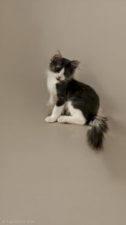 Maine Coon Kitten Sage mit Stammbaum