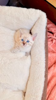 Bengal kitten - Gratisinserat.ch