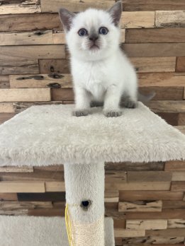 Liebevolle BKH-Kitten suchen ein Zuhause