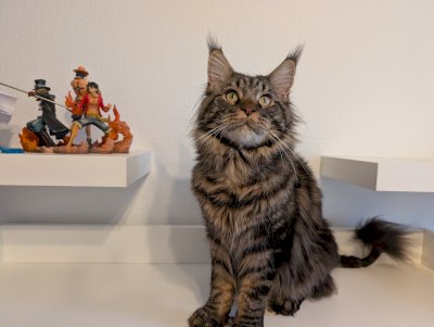 Reinrassiger Maine Coon Deckkater