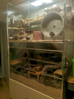 Degu-Terrarium in Top Zustand - Gratisinserat.ch