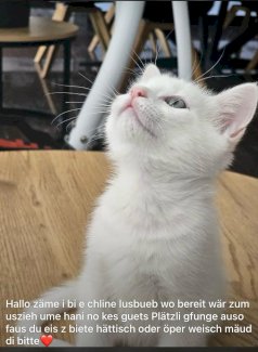 Türkiche Angora und BKH mischling