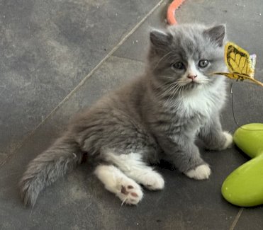 Schöne reinrassige Perser Kitten mit Nase / Perser x BLH Kitten - Gratisinserat.ch