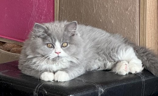 Schöne reinrassige Perser Kitten mit Nase / Perser x BLH Kitten - Gratisinserat.ch
