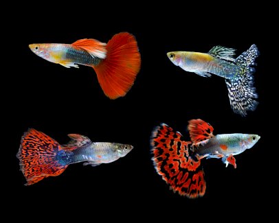 guppys fische - Gratisinserat.ch