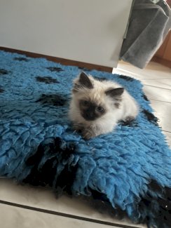 Zu Verkaufen Kitten der Rasse Heilige BirmanxRagdoll - Gratisinserat.ch