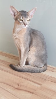 2 Abessinier Kitten