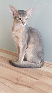 2 Abessinier Kitten