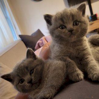 🐾 Wunderschöne British-Kurzhaar (BKH) Kitten suchen ein liebevolles Zuhause 🐾 - Gratisinserat.ch