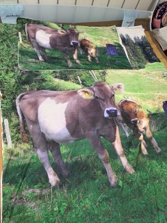 Bettwäsche Duvet bedrucken mit Foto Wunschgrösse möglich Mikrofaser oder Baumwolle - Gratisinserat.ch