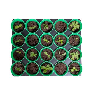 Anzuchttöpfe mit Pflanzschale